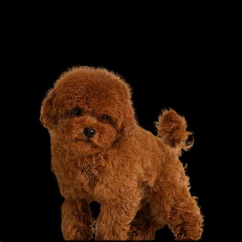 Toy & Miniature Poodle | Posh Puppies Indiana