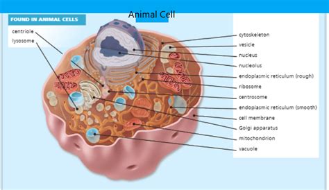 Ch 3 Cell Structure And Function Questions Answers For Quizzes And