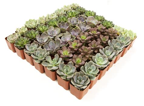 2 Inch Assorted Succulents 50 Pack Altman Plants