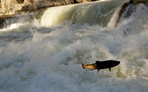 Suuz Pecks Support Builds For Snake River Dam Breaching As Salmon