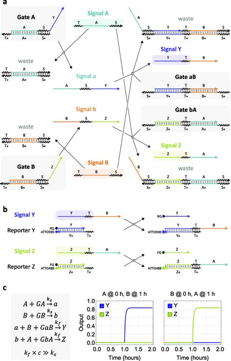 Dna Strand Displacement Implementation Of A Two Input Temporal And Download Scientific Diagram