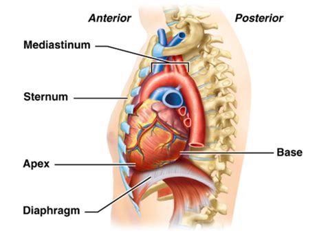 Chapter 17 The Heart 17 1 17 2 Flashcards Quizlet