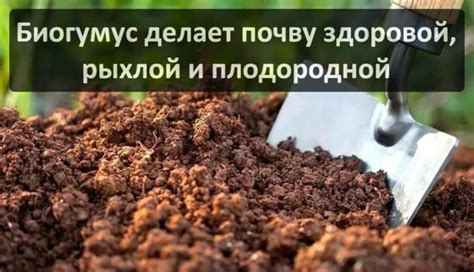 Жидкий биогумус: что это такое и как его использовать? Состав удобрения ...