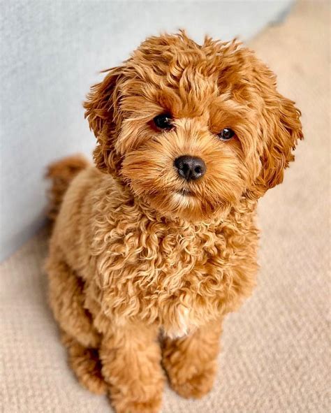 Spotlighting Cavapooscavoodles And Cavapoocavoodle Mixes