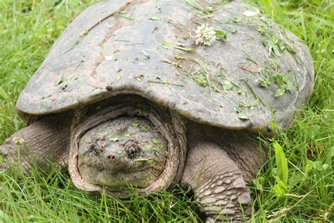 Creature Feature: Snapping Turtle - Raritan Headwaters