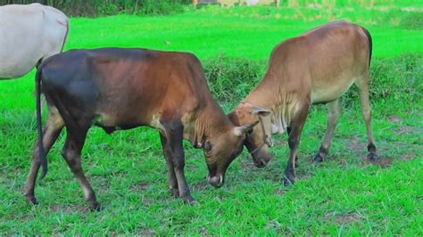 Sapi Lembu Sedang Bercanda Sapi Bertanduk Panjang Fat And Tame Cows