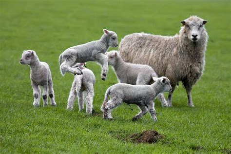 Spring Has Sprung In Just Spring When The World Is Mud Luscious