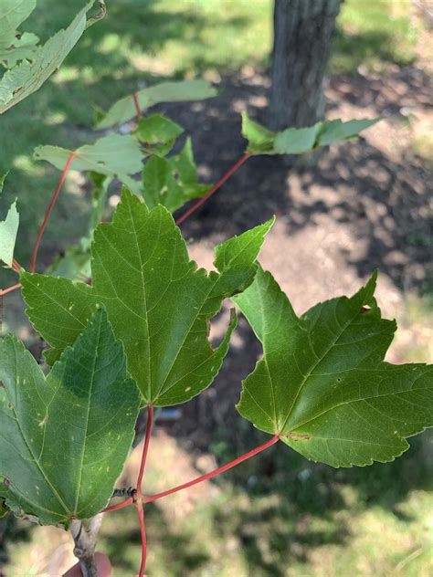 New Jersey Anyone Know What Tree This Is Rtreeidentification