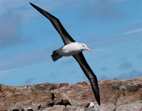 Black Browed Albatross Falklands Conservation