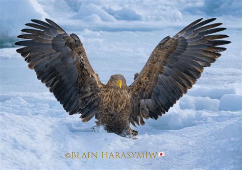 Hokkaido Birding Photo Workshops Perfect Birding Photo JAPAN