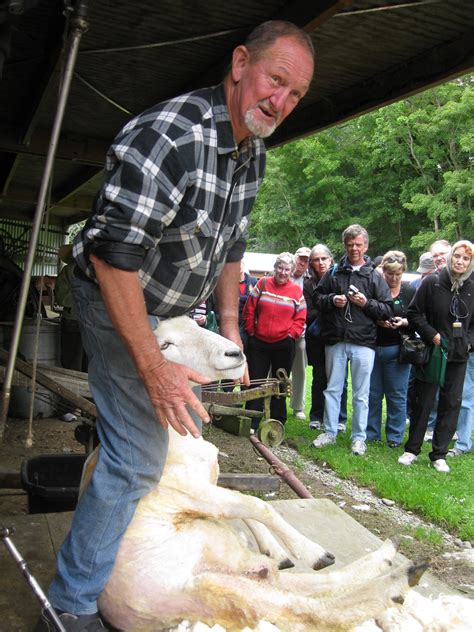 Sheep Shearing | Discover The Delights Of Peeling Back History