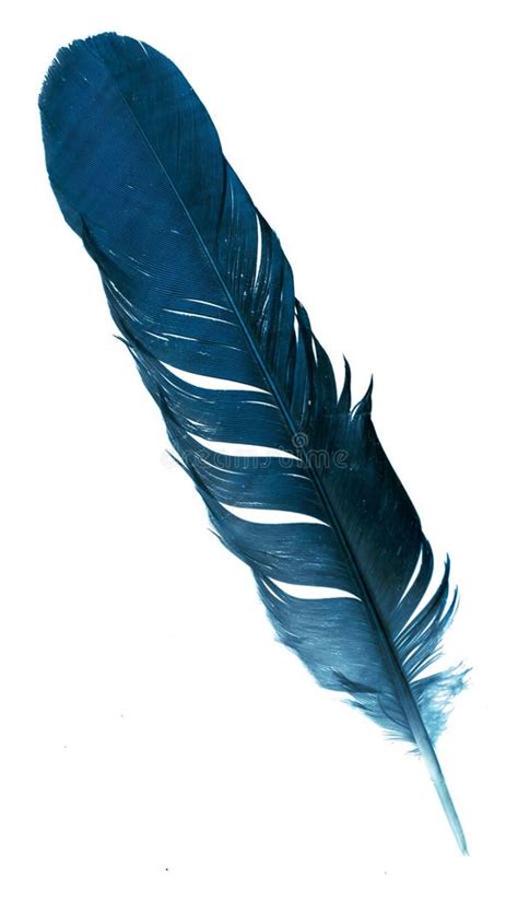 Blue Feather On White Isolated Background Stock Image Image Of Woolen