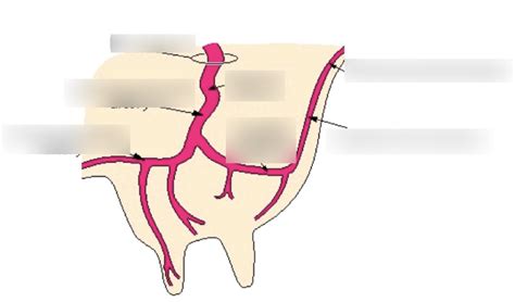 Arteries Of Udder Diagram Quizlet