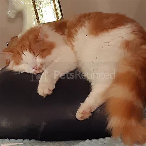 Lost Cat Ginger White Cat Called Chester Witney Area Oxfordshire