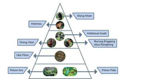 Soal And Kunci Jawaban Pelajaran Ipas Kelas 5 Sd Kurikulum Merdeka Hal 75 76 Piramida Makanan