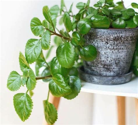 Plantes Pour Attirer Les Nergies Positives A La Maison