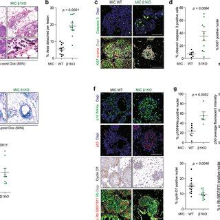 Integrin Deletion Results In Cell Detachment Proliferative Block