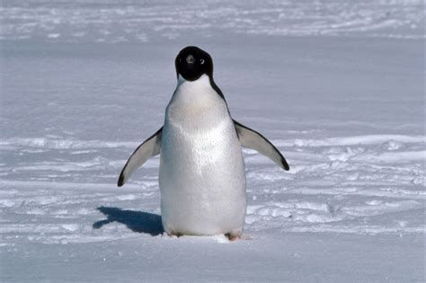 Adelie penguins - Antarctica fact file, wildlife