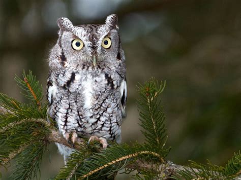 What Do Screech Owls Eat Diet Behavior Birdfact