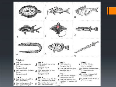 Dichotomous Key Worksheet