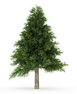 Pine definition and meaning | Collins English Dictionary