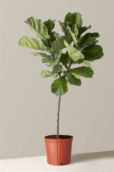 The Ultimate Guide To Faux Fiddle Leaf Fig Trees FiddleLeafFig