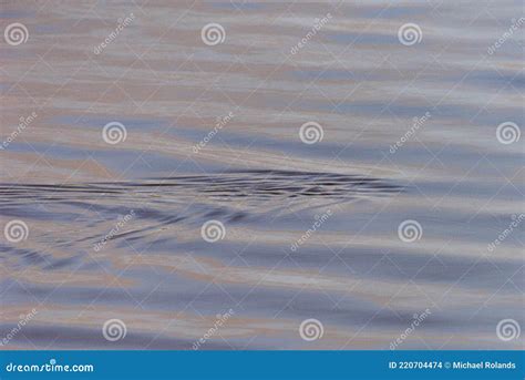 Something Submerged at Meaher State Park Stock Photo - Image of coast, nature: 220704474