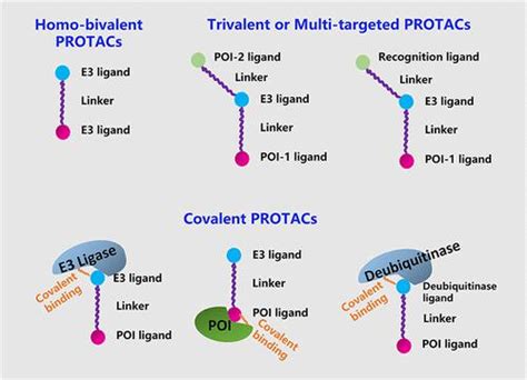 Homobivalent Trivalent And Covalent PROTACs Emerging Strategies For