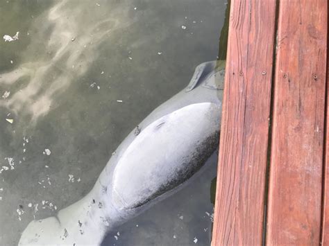 Dead Manatee Found In Marco Island Waters Tuesday