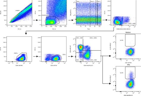 Gating Strategy Applied To T Cell Analysis Gating Strategy Used To Download Scientific Diagram