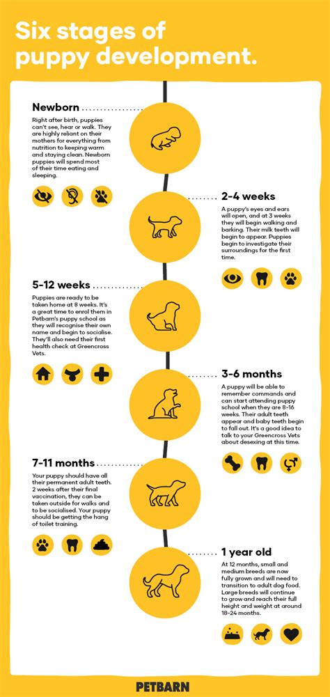 Your Puppys Development Stages Petbarn
