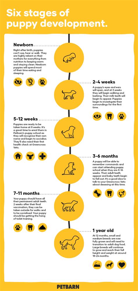 20 HQ Images Puppy Growth Stages : Puppy Timeline Growth Stages To Becoming A Dog Hill S Pet ...