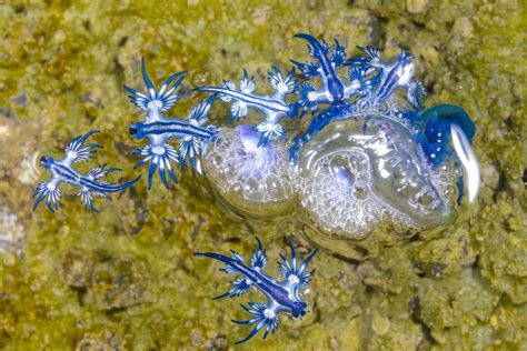 Blue Glaucus American Oceans