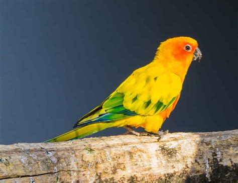 Parakeet Quiz: What Do You Know? - A-Z Animals