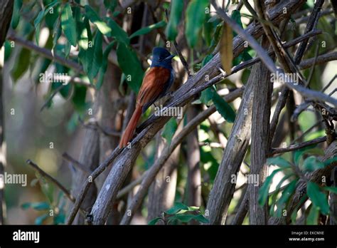 Monarch Flycatchers Bird Sanctuary Hi Res Stock Photography And Images