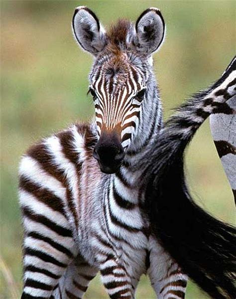 Zebra Foals - Baby Animal Zoo