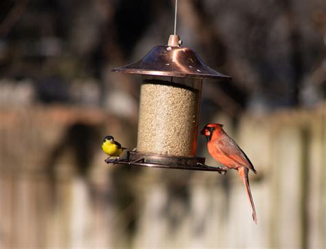 5 Cardinal Bird Feeding Mistakes Everyone Makes (and How to Avoid Them)