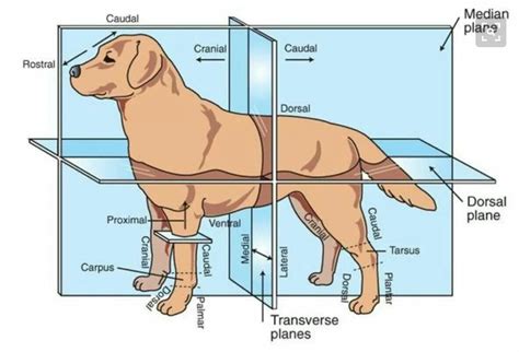 Good Chart Técnico De Veterinária Radiologia Veterinária Anatomia