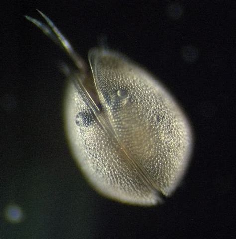 Ostracod - Alchetron, The Free Social Encyclopedia