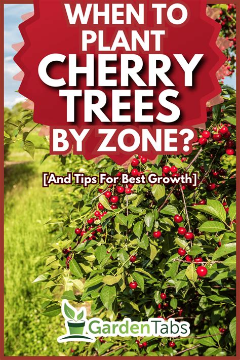 When To Plant Cherry Trees By Zone And Tips For Best Growth