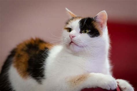 The Genetics Of Tortoiseshell And Calico Cats