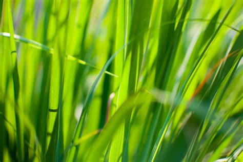 Seeds Shop Buy Online Lemongrass Seeds Plant And Growing Guide