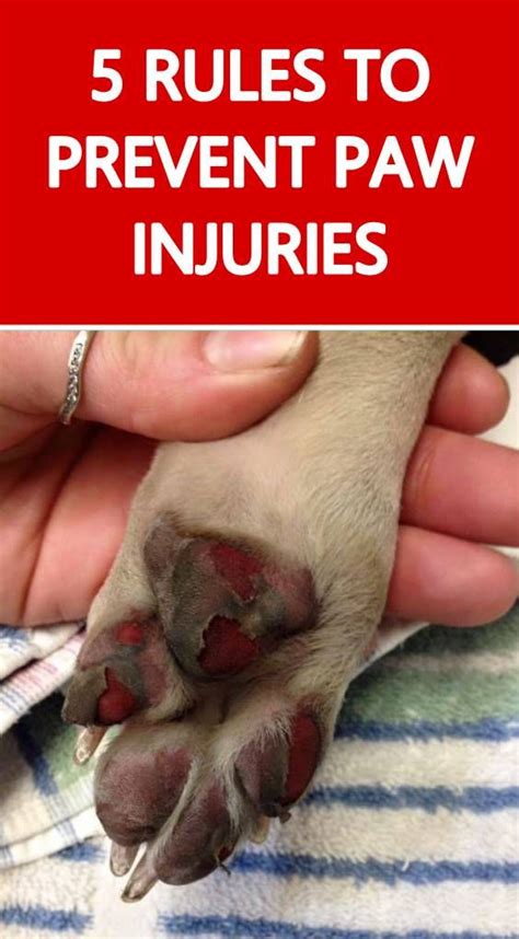 How To Care For Your Dogs Paws To Prevent Injuries Dog Paws Dog Paw