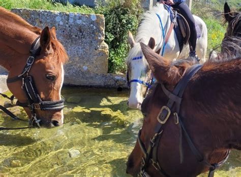 Holidays In Sicily Esperienza A Cavallo Sicilia Stupenda Escursione