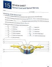 Lab Pdf Exercise Review Sheet Spinal Cord And Spinal Nerves