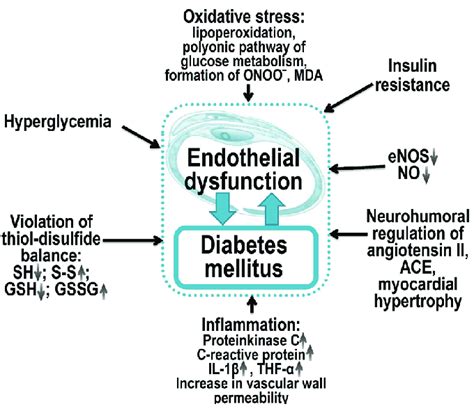 Pathogenesis Of Endothelial Dysfunction In Diabetes Mellitus