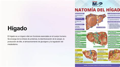 Anatomia Del Higado Pancreas Y Vias Biliares Pptx