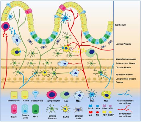 Frontiers Regulation Of The Autonomic Nervous System On Intestine