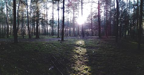 Hd Wallpaper Green Trees Ultra Wide Forest Road Sun Poland