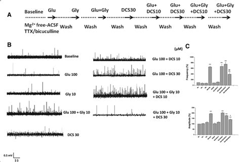 Effects Of D Cycloserine On Nmda Receptor Mediated Excitatory Field